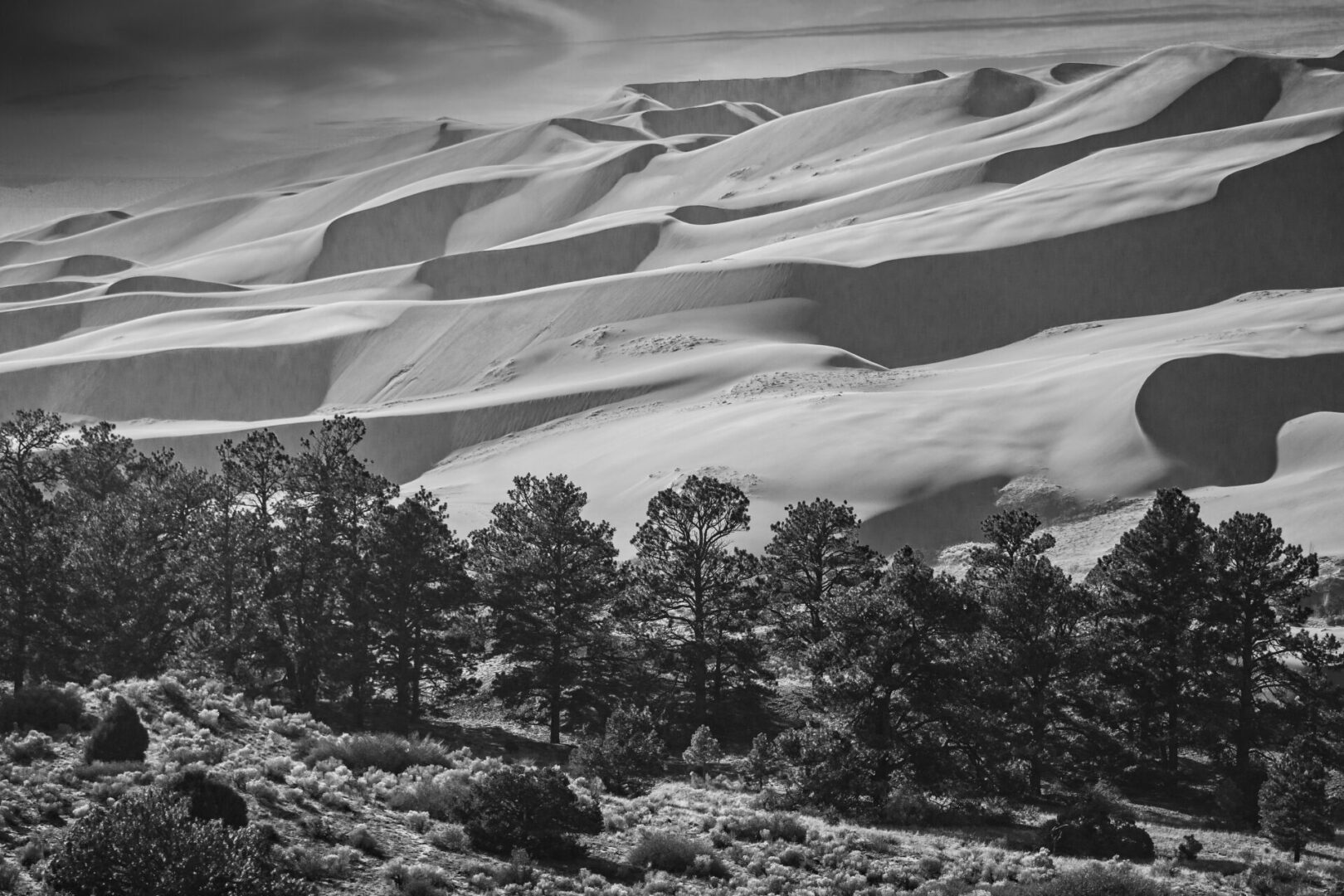 Dunes and Forest