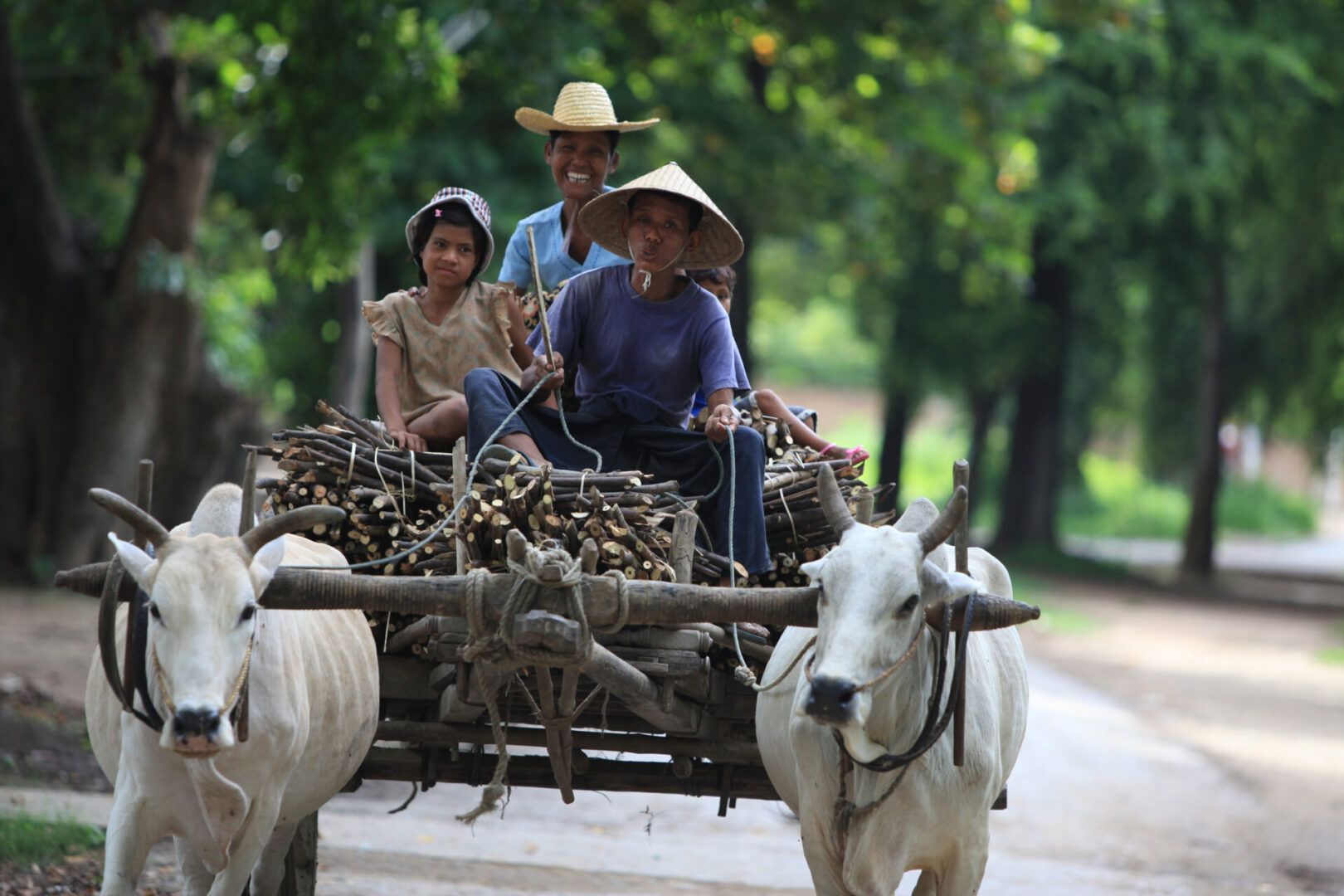 Mandalay Family Hauling firewood FAA 3968