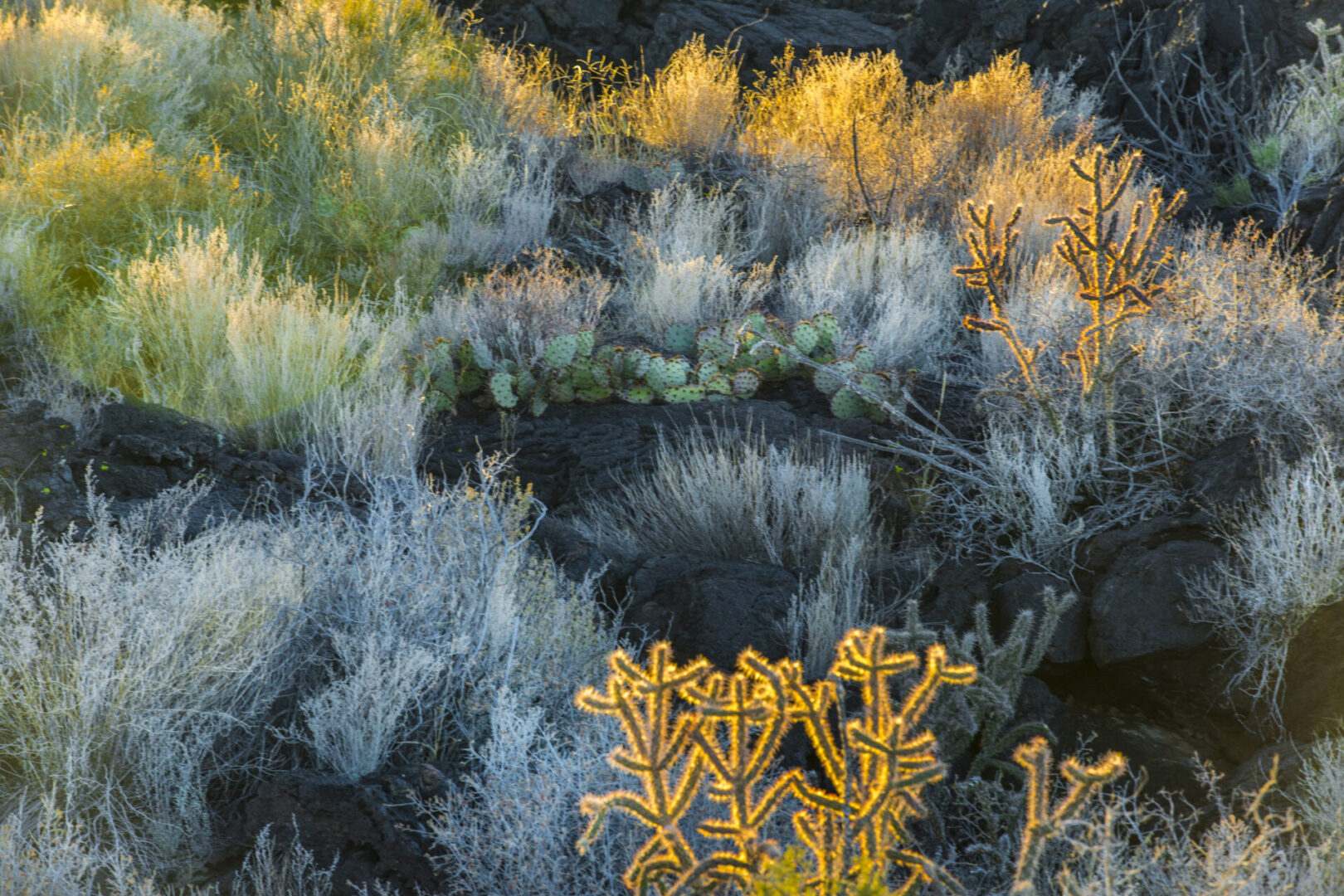 Photo of green and yellow plants