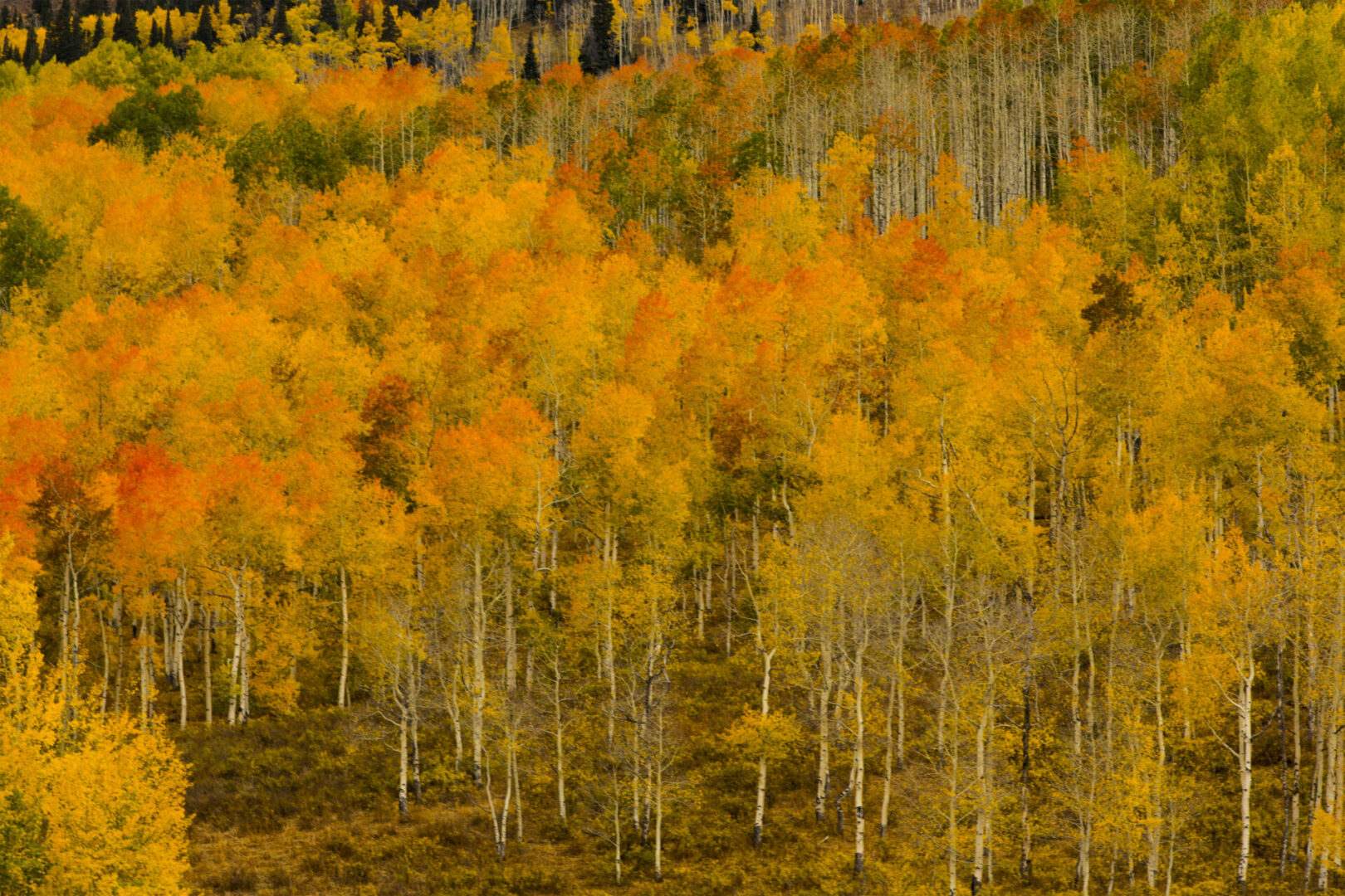 New Project 48 yellow leaves white trees