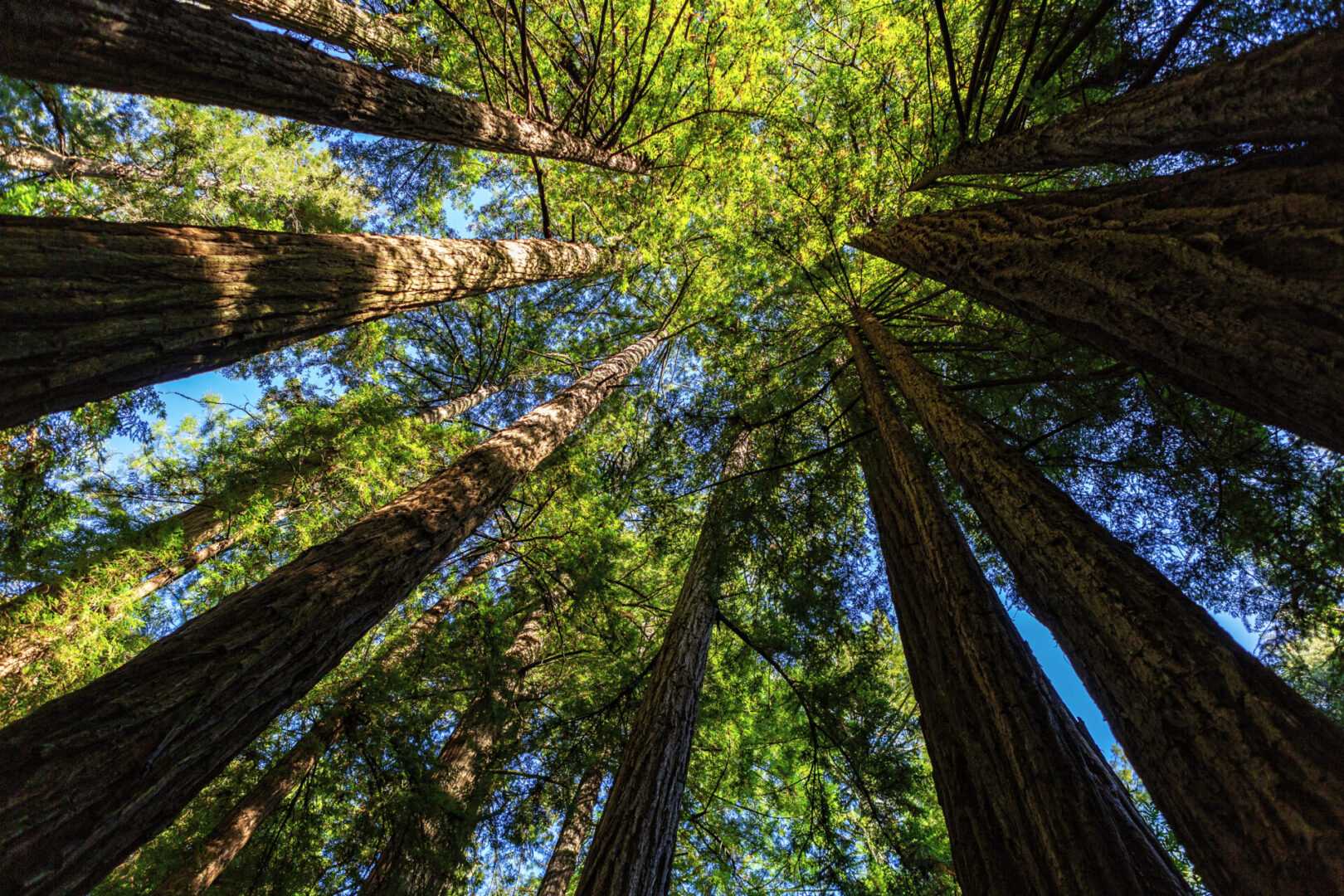 New Project 51 trees upward view