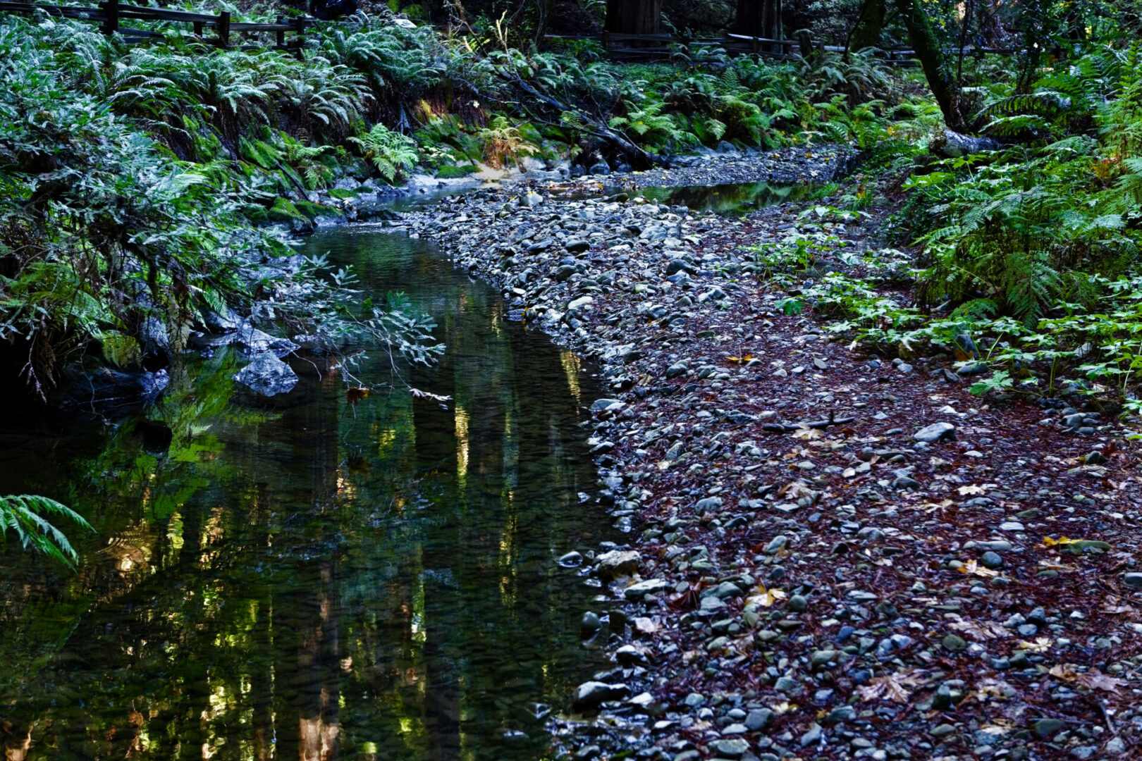 New Project 54 rocky path near a stream with flora