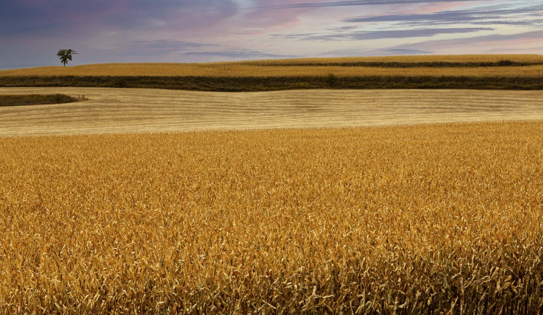 Field with wheat and cleared area