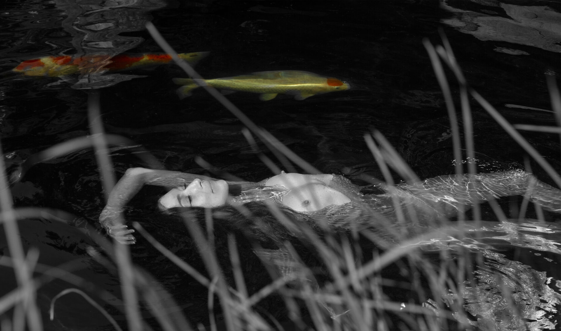 Black and white photo of nude Acasia swimming in a pond with colored koi