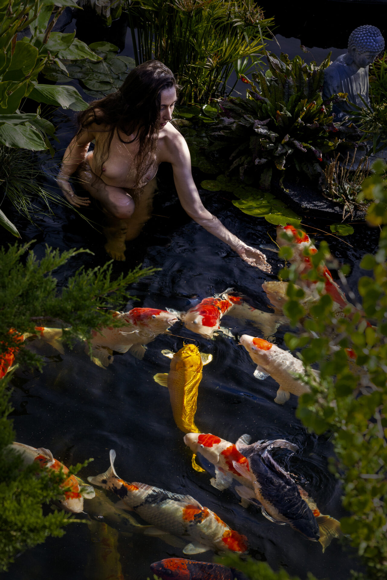 Acasia in a koi pond